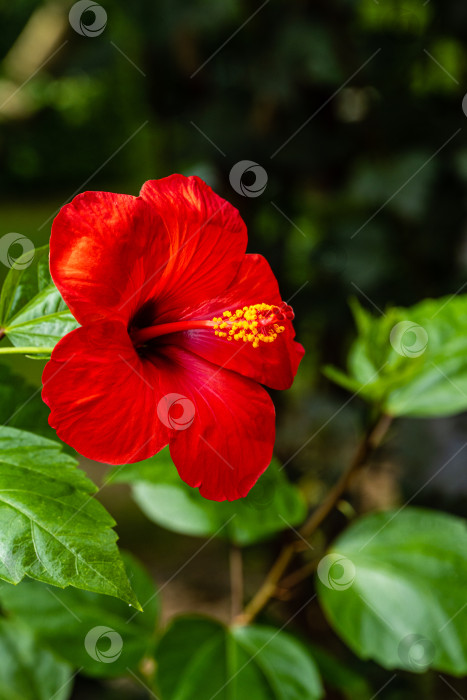 Скачать Яркий крупный красный цветок китайского гибискуса (Hibiscus rosa-sinensis) на размытом фоне зелени сада. Китайская роза или гавайский гибискус в солнечном свете. Концепция природы для дизайна. фотосток Ozero