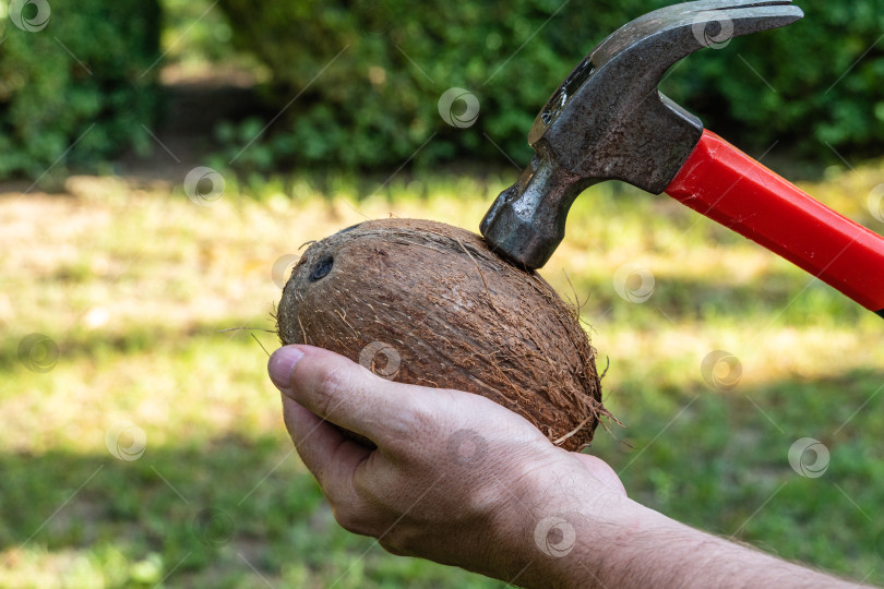 Скачать Крупный коричневый кокос лежит у вас на ладони на размытом фоне зеленой травы. Выборочный фокус. Рука держит молоток с красной ручкой. Ударяет по скорлупе кокоса металлической головкой молотка. фотосток Ozero