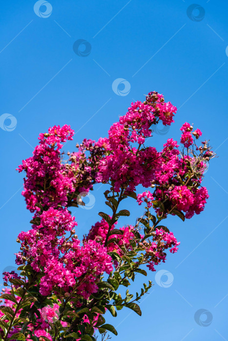 Скачать Красивые розовые цветы в соцветиях на миртовом дереве (Lagerstroemia indica) на фоне голубого летнего неба. Крупный план розовых соцветий. Выборочный фокус. Концепция природы для дизайна. фотосток Ozero