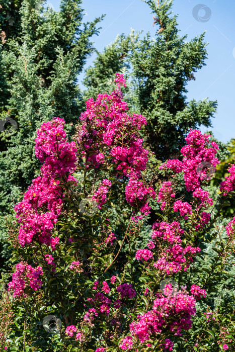 Скачать Красивые розовые цветы в соцветиях на миртовом дереве (Lagerstroemia indica) на фоне вечнозеленых растений и голубого неба. Крупный план розовых соцветий. Выборочный фокус. Концепция природы для дизайна фотосток Ozero