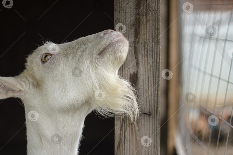 Скачать Голова белой козы зааненской породы в сарае. Россия, домашняя ферма. фотосток Ozero