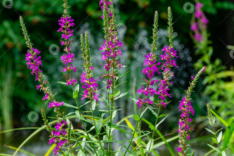 Скачать Фиолетовые цветы Salicaria Lythrum или пурпурного ландыша на размытом зеленом фоне прудовых растений. Выборочный фокус. Солнечный летний день. Ландшафтный сад. Концепция природы для дизайна. фотосток Ozero