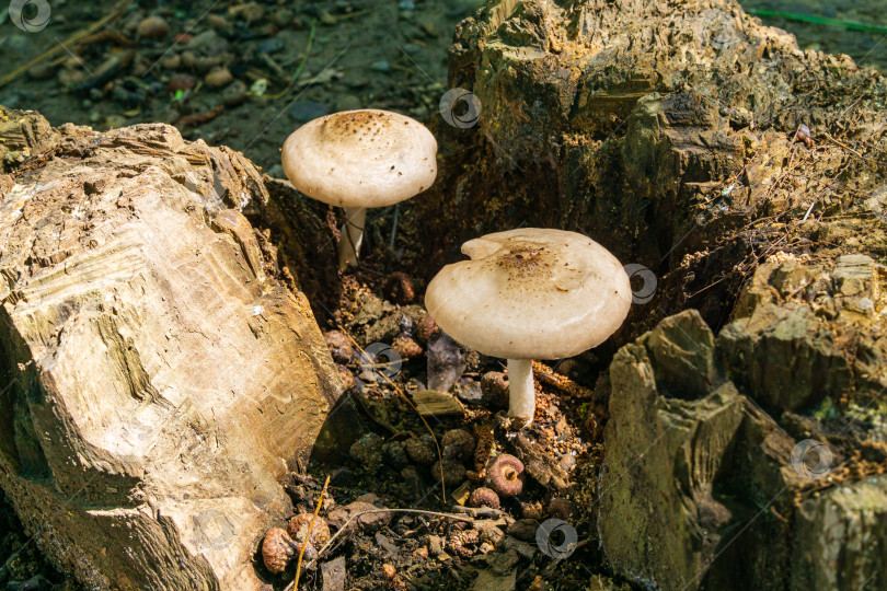 Скачать Красивые лесные грибы Chlorophyllum molybendum внутри пня для колки дров. Два гриба крупным планом. Ложный зонтик с белой шляпкой и коричневыми точками на пне дуба. Высокий риск отравления. фотосток Ozero