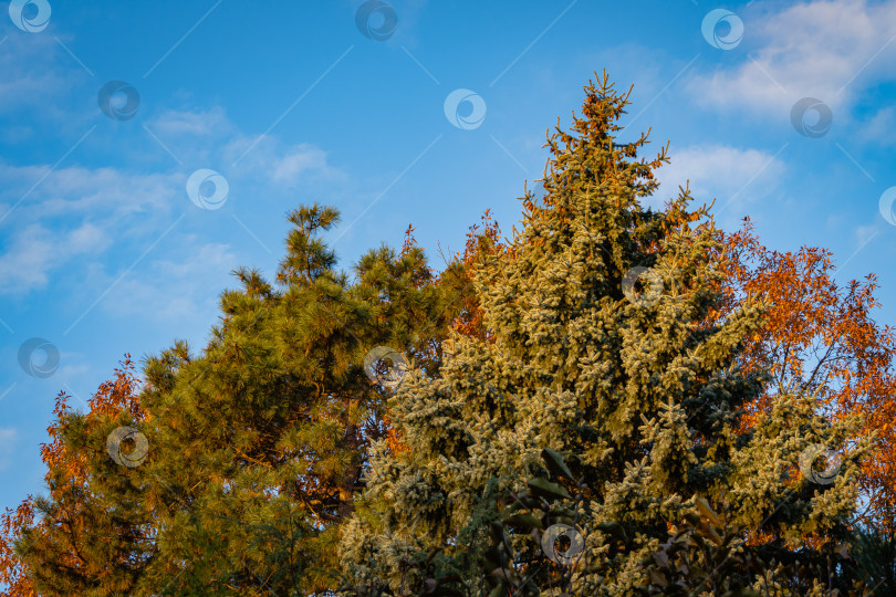 Скачать Голубая ель Picea pungens на фоне золотистой листвы красного дуба и красивой хвои пицундской сосны. Крупный план. Вечнозеленый ландшафтный сад. Концепция дизайна природы Северного Кавказа. фотосток Ozero