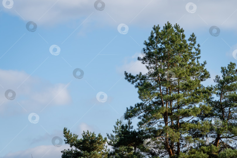 Скачать Сосна Pinus silvestris на фоне голубого осеннего неба. Вечнозеленый ландшафтный сад. Солнечный день в осеннем саду. Концепция дизайна природы Северного Кавказа. фотосток Ozero