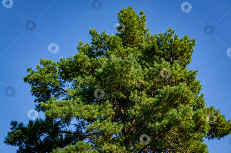 Скачать Сосна Pinus silvestris на фоне голубого осеннего неба. Вечнозеленый ландшафтный сад. Солнечный день в осеннем саду. Концепция дизайна природы Северного Кавказа. фотосток Ozero