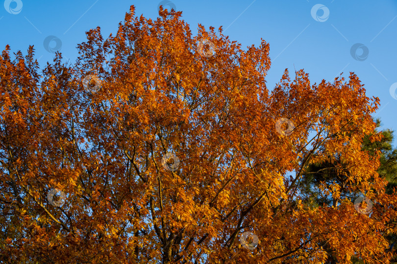 Скачать Огромный дуб с золотыми осенними листьями на закате на фоне голубого неба. Крупный план. Листья светятся на солнце на закате. Осенний ландшафтный сад. Концепция природы Северного Кавказа для дизайна фотосток Ozero