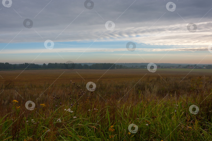 Скачать На утреннем поле красивые цветы и облака фотосток Ozero
