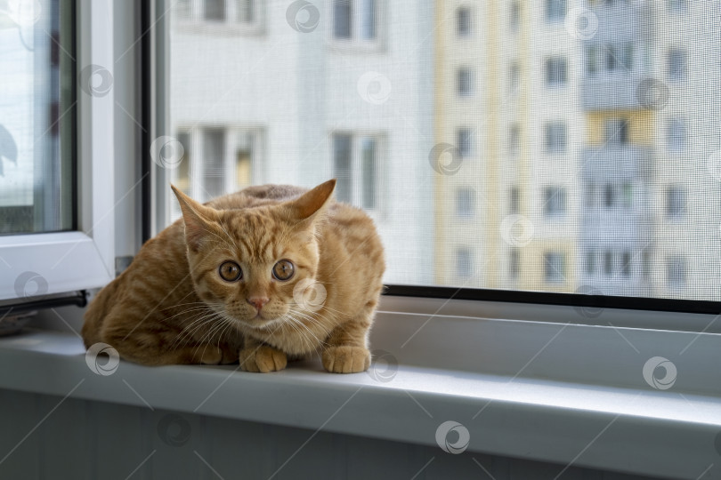 Скачать Крупный план испуганного милого рыжего полосатого котенка, сидящего на подоконнике с москитной сеткой фотосток Ozero