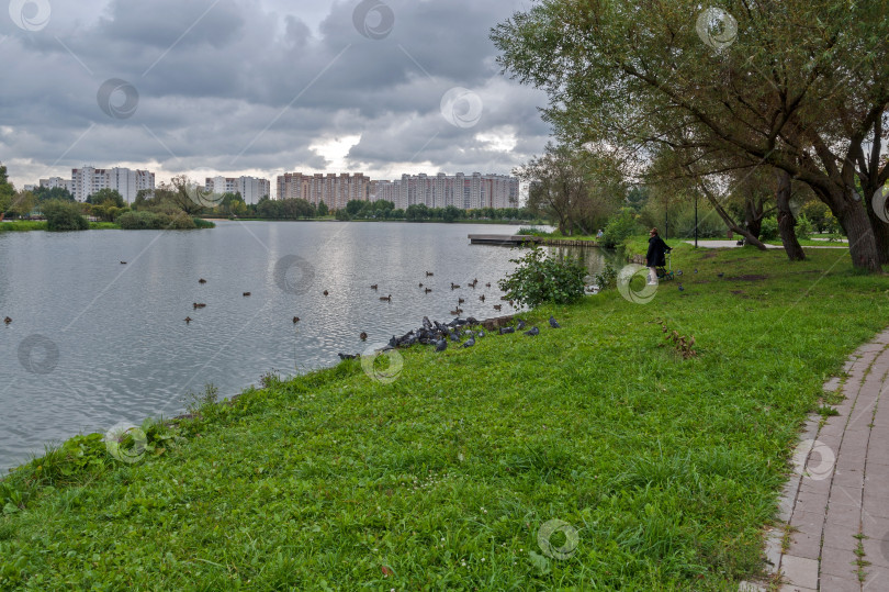 Скачать На берегу городского пруда фотосток Ozero