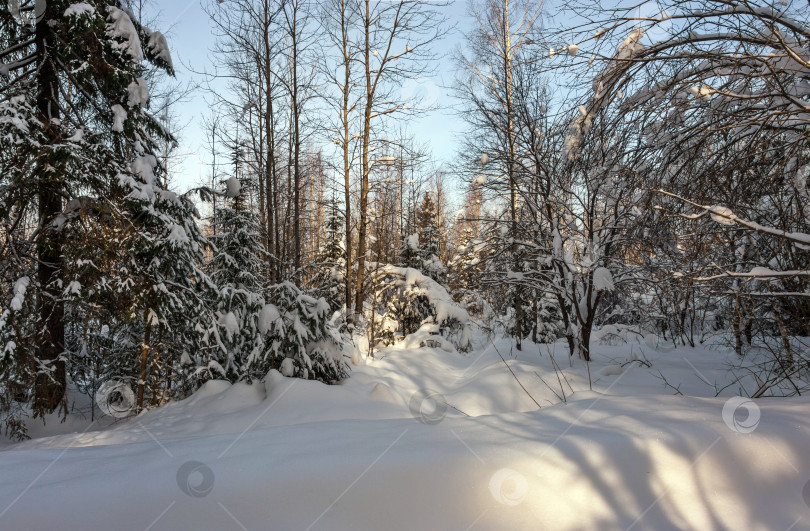 Скачать В зимнем лесу много снега фотосток Ozero