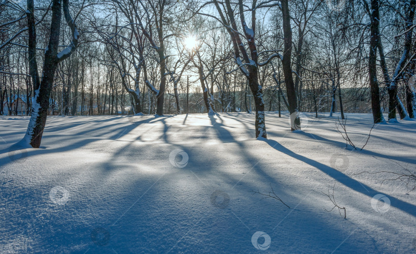 Скачать Зимнее солнце светит сквозь замерзшие деревья фотосток Ozero