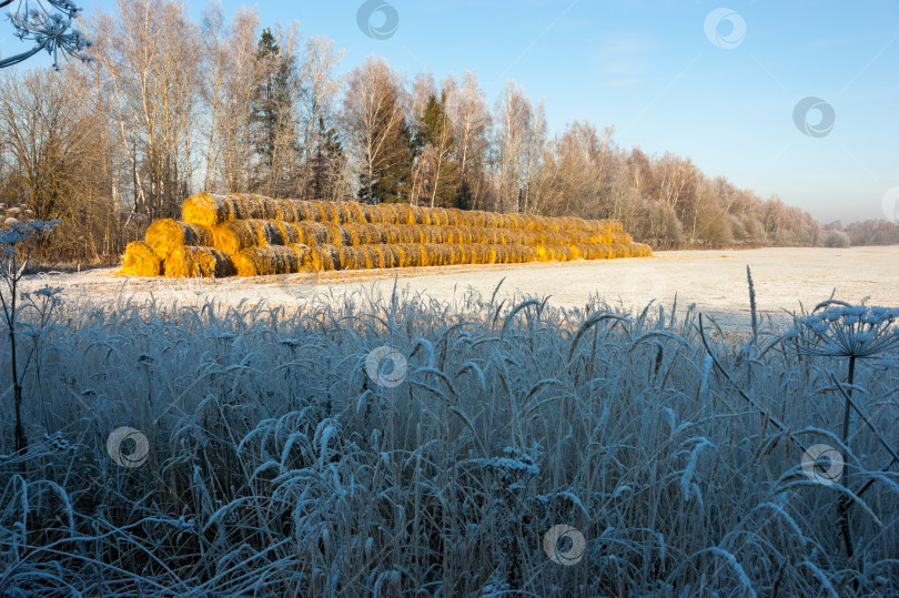 Скачать На полях лежат снопы сена для кормления животных зимой фотосток Ozero