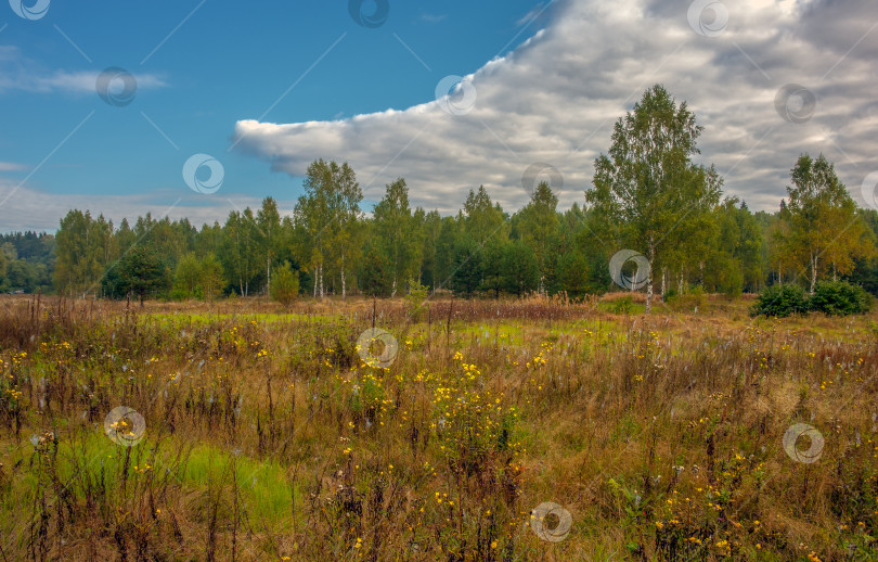 Скачать На опушке леса растут полевые цветы фотосток Ozero