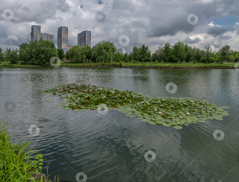 Скачать На городском пруду цветут водяные лилии фотосток Ozero