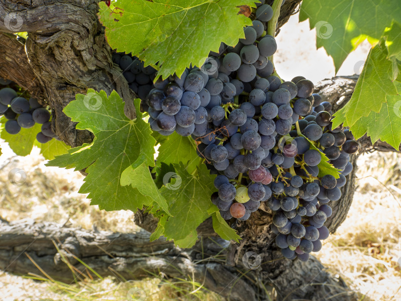 Скачать Вся виноградная лоза покрыта гроздьями спелого винограда и листьями. Яркий летний фон с виноградом. фотосток Ozero