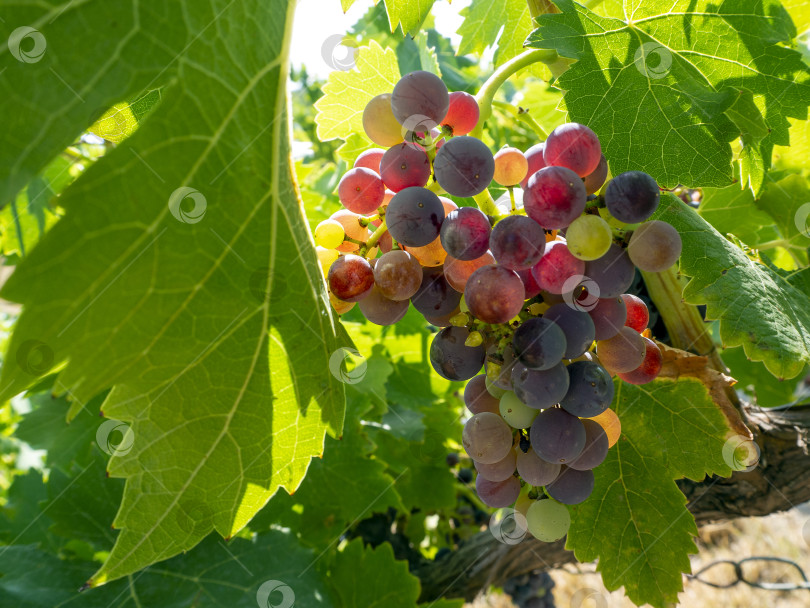 Скачать Красный виноград и зеленые листья сияют на ярком солнце. Радостный летний фон со спелой гроздью винограда. фотосток Ozero