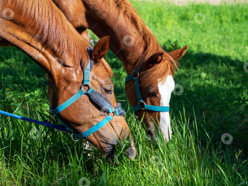 Скачать Пасущаяся лошадь. Две красивые гнедые лошади наклонились и едят траву. Лошадиные морды крупным планом. фотосток Ozero