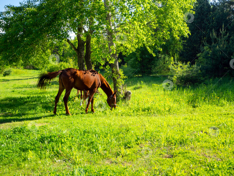Скачать Гнедые лошади пасутся на лугу рядом с деревьями в солнечный день. На заднем плане виден лиственный лес. Освободите место для текста ниже. фотосток Ozero