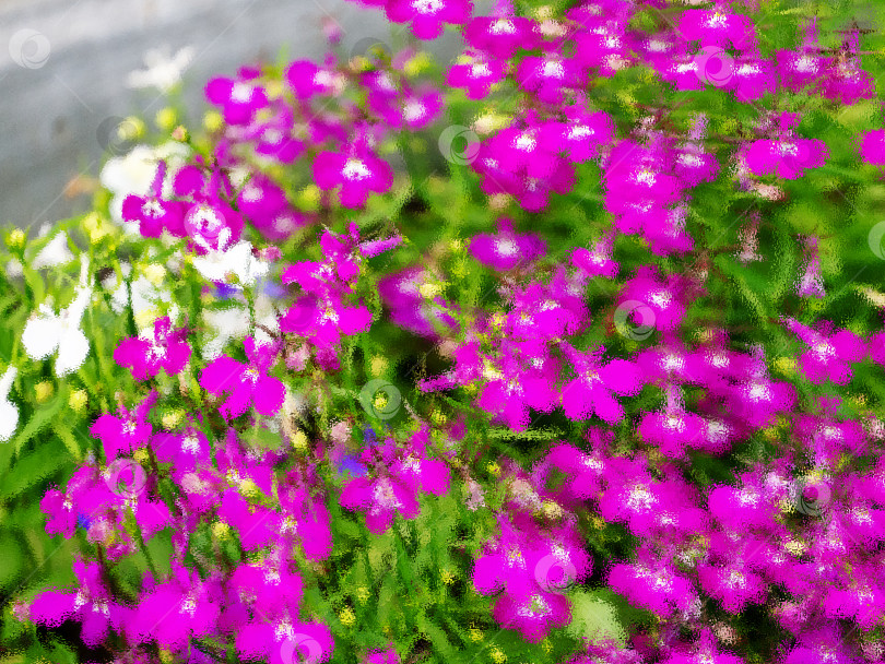 Скачать Размытый цветочный фон с фиолетовой лобелией.  Оформление изображения лобелии через стекло. фотосток Ozero