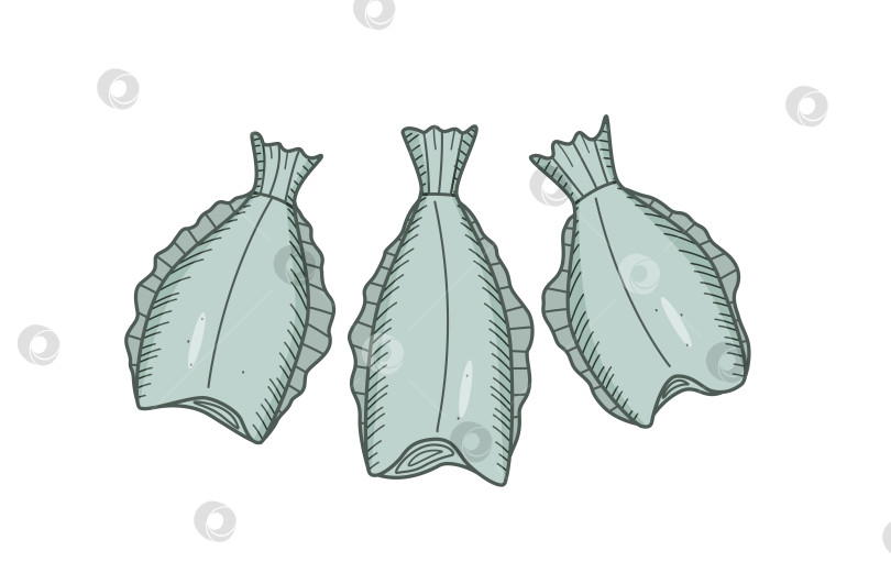 Скачать Набор для рисования палтуса с изображением рыбы без головы. Векторная иллюстрация камбалы с изображением сырой или сушеной рыбы, морепродуктов. фотосток Ozero
