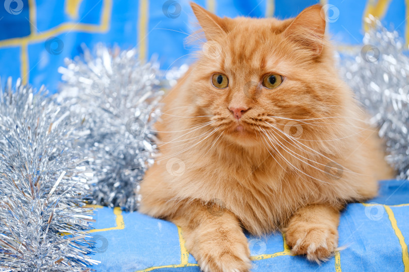 Скачать рыжий кот лежит в новогодней мишуре на синем фоне фотосток Ozero