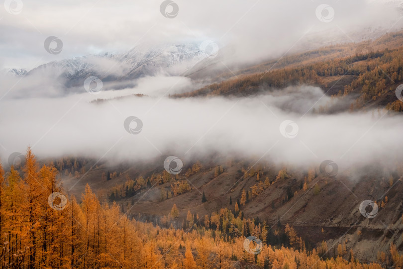 Скачать Удивительное узкое белое туманное облако над осенней горной долиной. Слои тумана. фотосток Ozero
