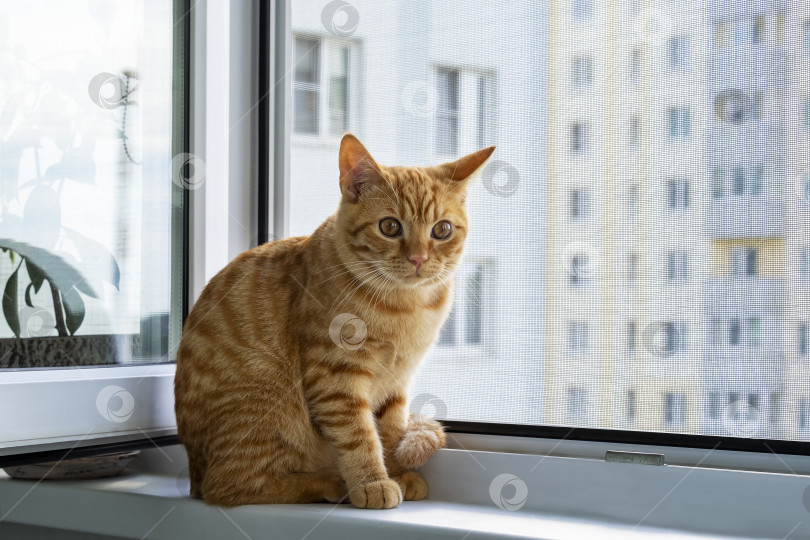 Скачать Крупный план милого рыжего полосатого котенка, сидящего на подоконнике с москитной сеткой фотосток Ozero