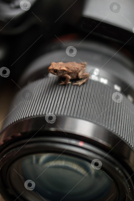 Скачать коричневая лягушка на фотокамере фотосток Ozero