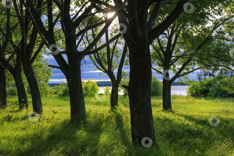 Скачать пейзаж с тропинкой на опушке леса фотосток Ozero