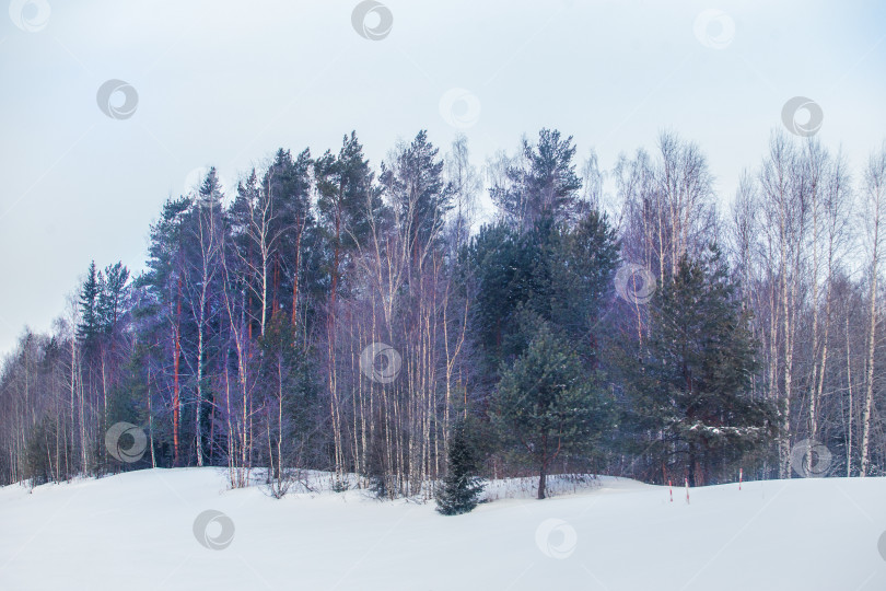 Скачать Зимний лес в снегу во время фотосток Ozero