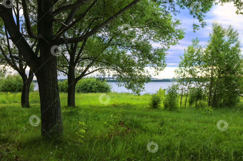 Скачать пейзаж с тропинкой на опушке леса фотосток Ozero