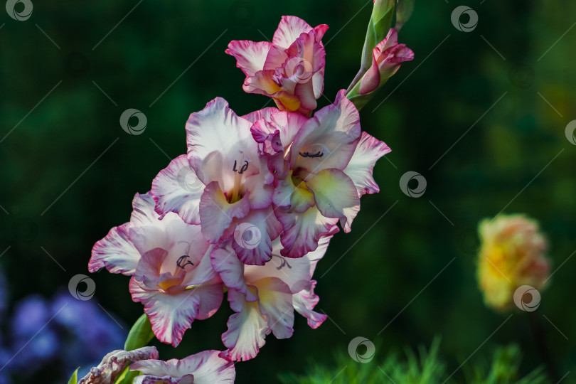 Скачать цветущий гладиолус гибридус в саду фотосток Ozero