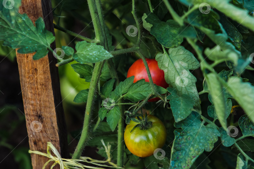 Скачать урожай помидоров, выращиваемый в теплице фотосток Ozero