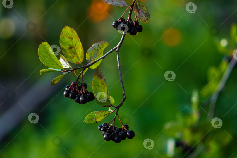 Скачать черноплодная рябина собирает плоды на дереве фотосток Ozero