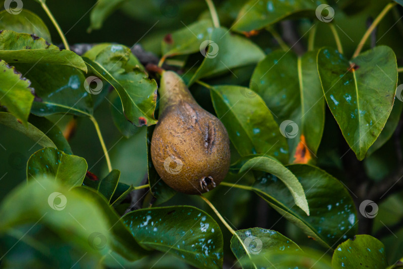Скачать цветущие плоды груши крупным планом на грушевом дереве фотосток Ozero