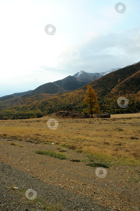 Скачать Осенняя поляна с одинокой лиственницей у подножия высокой горы под пасмурным небом. фотосток Ozero