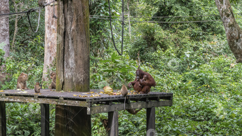 Скачать Забота о животных. Фрукты разложены на деревянном настиле в тропическом лесу. фотосток Ozero