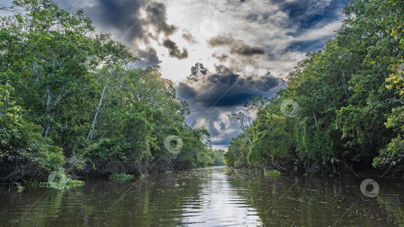 Скачать Спокойная река течет через тропический лес. фотосток Ozero