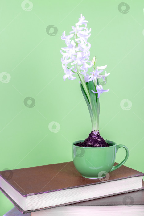 Скачать Цветущее луковичное растение гиацинта на зеленом фоне фотосток Ozero