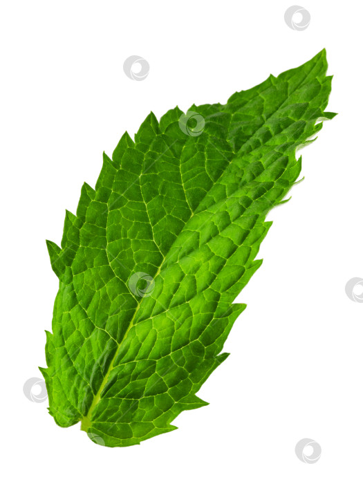 Скачать лист свежей зеленой мяты с прожилками, изолированный фотосток Ozero