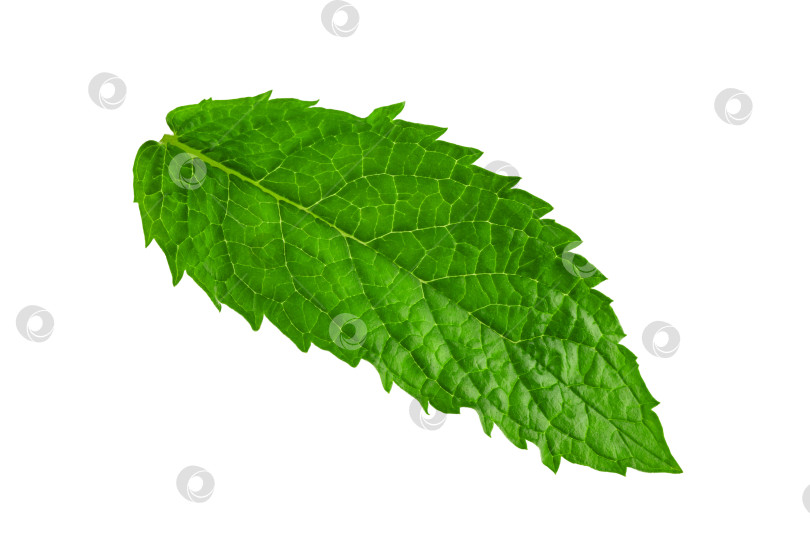 Скачать лист свежей зеленой мяты с прожилками, изолированный фотосток Ozero
