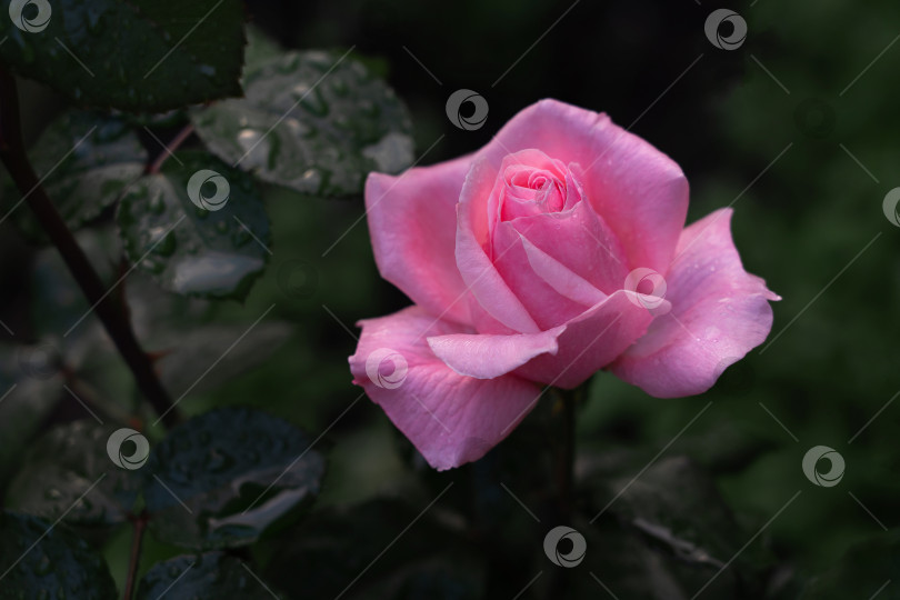 Скачать розы, цветущие на кустах в саду, растительный фон фотосток Ozero