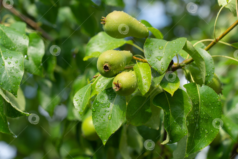 Скачать зеленый плод груши на ветке дерева с листьями фотосток Ozero
