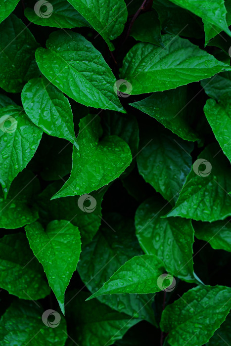 Скачать зеленый лист с каплями воды после дождя, естественный фон фотосток Ozero