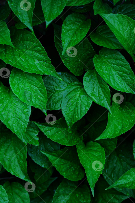 Скачать зеленый лист с каплями воды после дождя, естественный фон фотосток Ozero