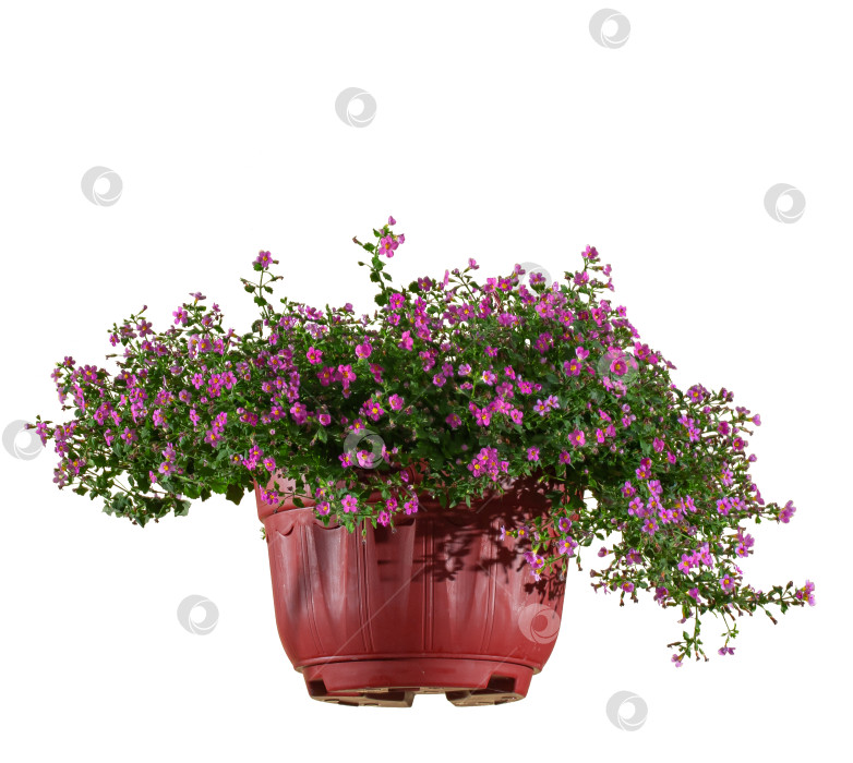 Скачать подвесные цветочные горшки с пышными розовыми цветами, выделяющимися на белом фоне фотосток Ozero