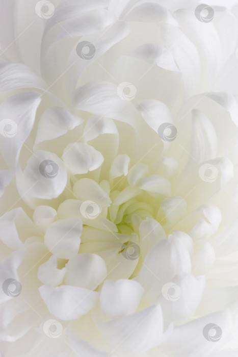 Скачать нежные лепестки белой хризантемы, цветочный фон, место для текста фотосток Ozero