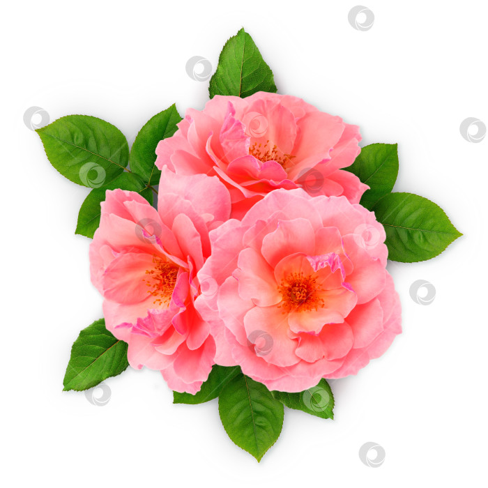 Скачать букет из розовых роз с листьями, выделенных на белом фоне фотосток Ozero