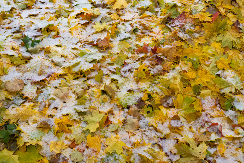 Скачать желтые осенние кленовые листья лежат на земле, покрытые первым ноябрьским снегом фотосток Ozero